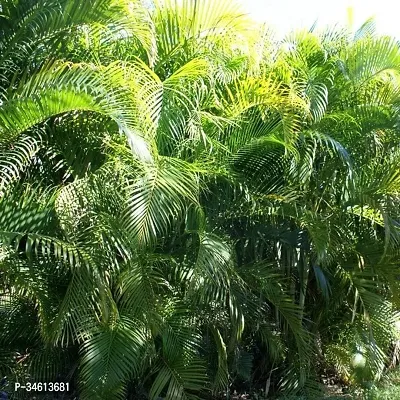 Natural Areca Palm Plant-thumb0