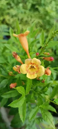 Natural Tecoma Plant-thumb1