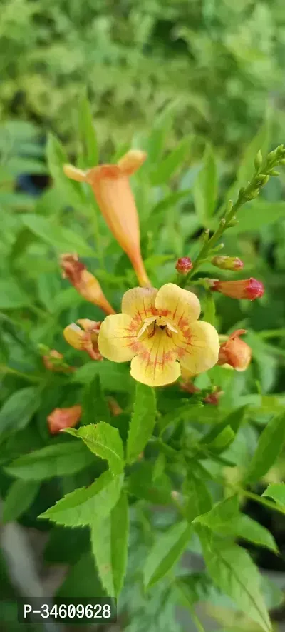 Natural Tecoma Plant-thumb2