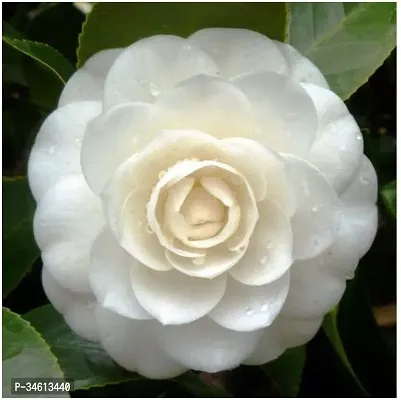 Natural Rose Plant-thumb0