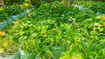 Natural Hibiscus Plant-thumb1