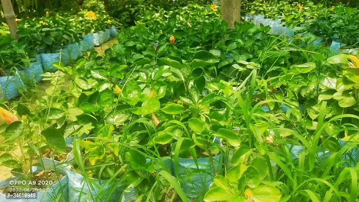 Natural Hibiscus Plant-thumb2