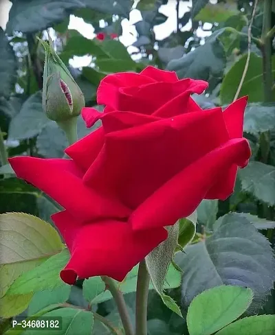 Natural Rose Plant-thumb0