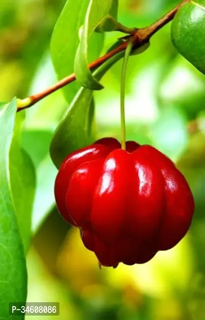 Natural Cherry Fruit Plant-thumb3