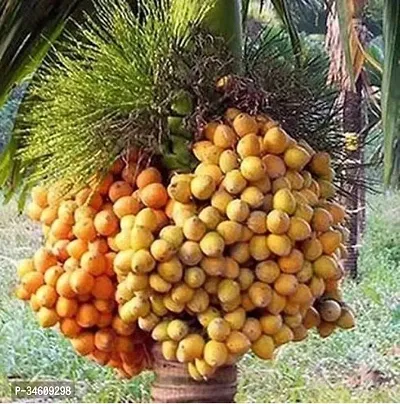 Natural Coconut Plant-thumb0