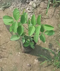 Natural Aparajita Butterfly Pea Plant-thumb1