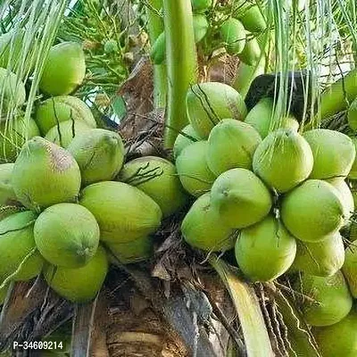 Natural Coconut Plant-thumb0