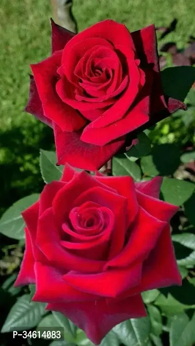 Natural Rose Plant-thumb0