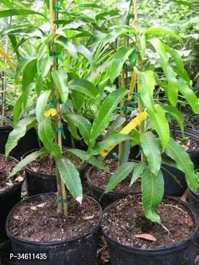 Natural Mango Plant-thumb0