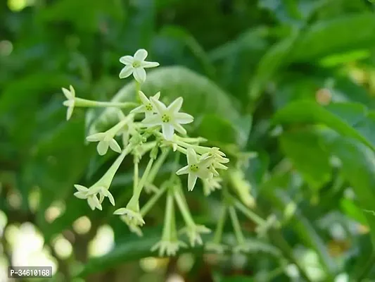 Natural Night Bloom Jasmine Plant-thumb0