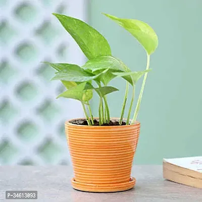 Natural Money Plant-thumb0