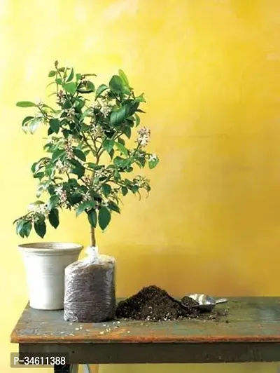 Natural Lemon Plant-thumb0