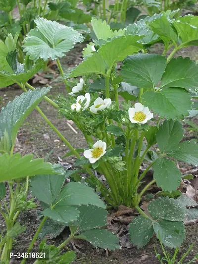 Natural Strawberry Plant-thumb0