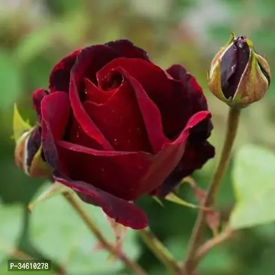 Natural Rose Plant-thumb0