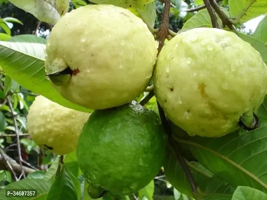 Natural Guava Plant-thumb0