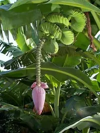 Natural Banana Plant-thumb1