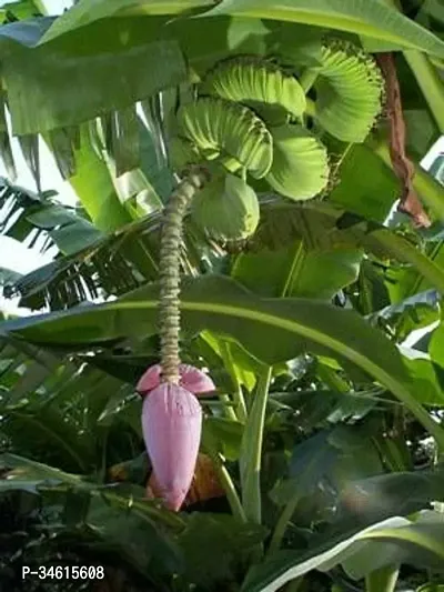 Natural Banana Plant-thumb2