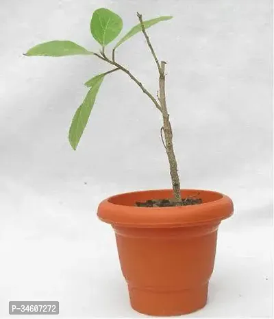 Natural Ashok Plant-thumb0