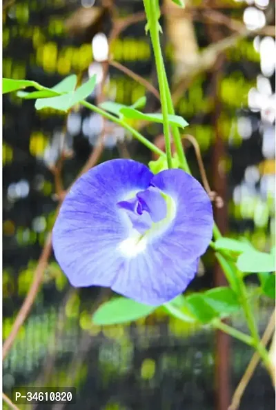 Natural Aparajita Butterfly Pea Plant-thumb0