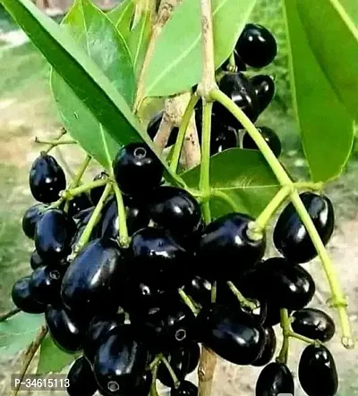 Natural Jamun Plant-thumb0