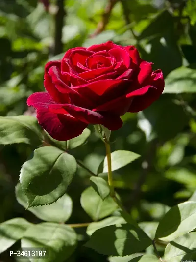 Natural Rose Plant-thumb0