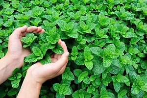 Natural Mint Plant-thumb2