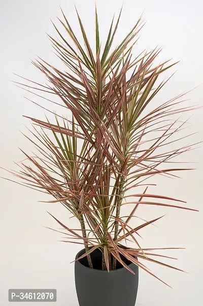 Natural Dracaena Plant-thumb0