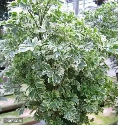 Natural Aralia Plant-thumb2