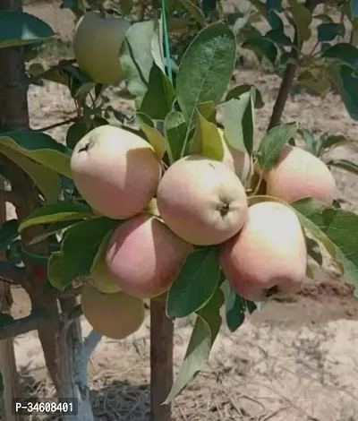 Natural Apple Plant-thumb2