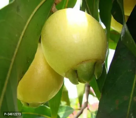 Natural Custard Apple Plant-thumb0