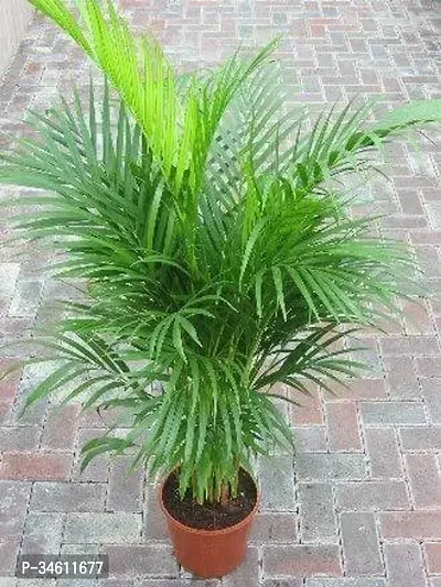 Natural Dragon Tree Plant-thumb0