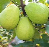 Natural Guava Plant-thumb1