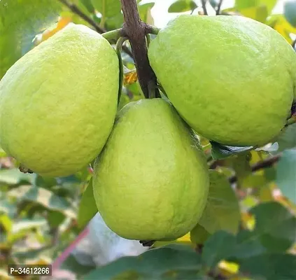 Natural Guava Plant-thumb2