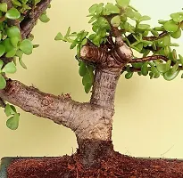 Natural Jade Plant-thumb1