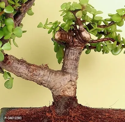 Natural Jade Plant-thumb2