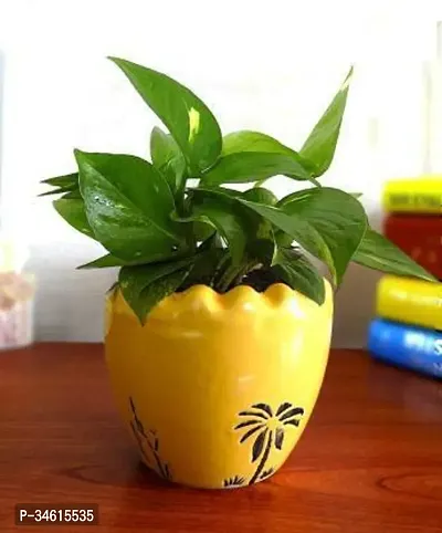 Natural Money Plant-thumb0