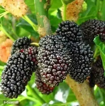 Natural Shahtootmulberry Plant-thumb0