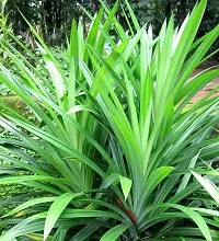 Natural Basmati Plant-thumb1