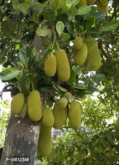 Natural Jackfruit Plant-thumb0