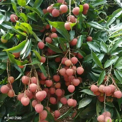 Natural Litchi Plant-thumb2