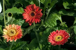 Natural Gerbera Plant-thumb2