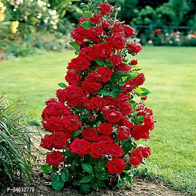 Natural Rose Plant-thumb0