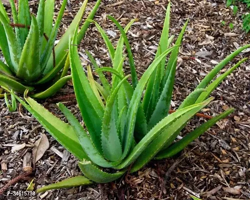 Natural Aloe Vera Plant-thumb0