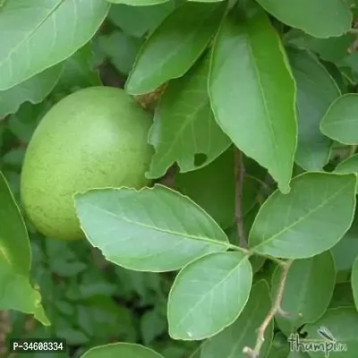 Natural Bel Plant-thumb0