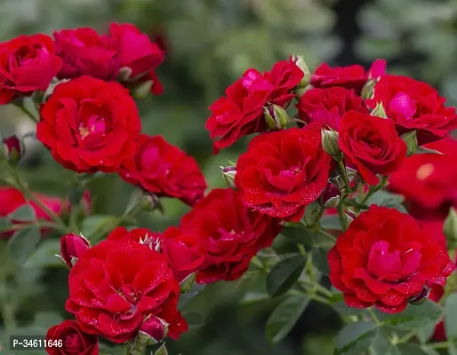 Natural Rose Plant