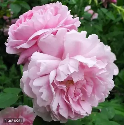 Natural Rose Plant-thumb0