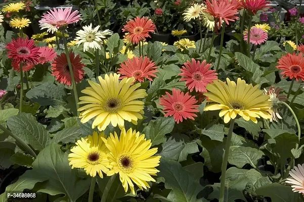 Natural Gerbera Plant-thumb2