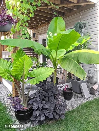 Natural Banana Plant-thumb0