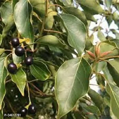 Natural Camphor Plant-thumb2