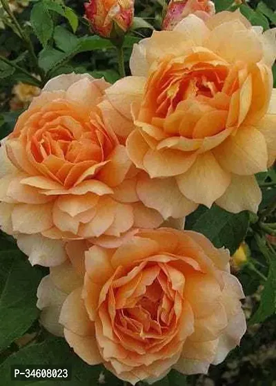 Natural Rose Plant-thumb0